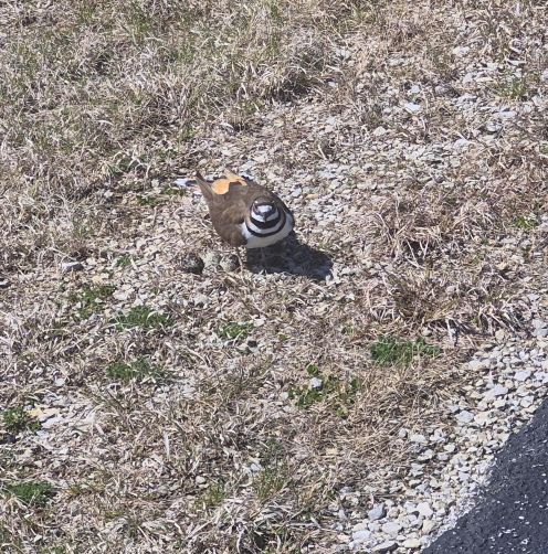 burd eggs aprl 18.jpg